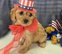 Beau, a male Cavapoo for sale in Galena, MO – 1 of 8