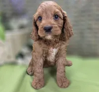 Cashmere, a male Cockapoo for sale in Galena, MO – 6 of 7