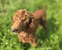 Spankie, a male Poodle - Miniature  for sale in Galena, MO – 4 of 8