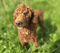 Spankie, a male Poodle - Miniature  for sale in Galena, MO – 2 of 8