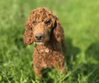 Spankie, a male Poodle - Miniature  for sale in Galena, MO – 3 of 8