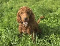 Spankie, a male Poodle - Miniature  for sale in Galena, MO – 6 of 8