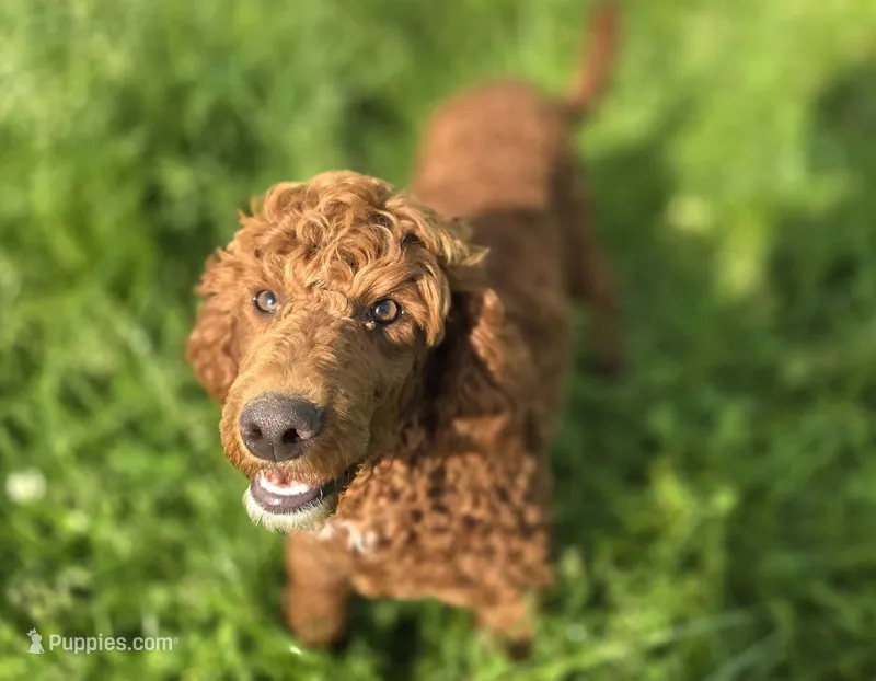 Spankie – Poodle - Miniature  puppy for sale in Galena, MO