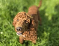 Spankie, a male Poodle - Miniature  for sale in Galena, MO – 1 of 8