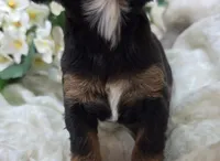 Shy vi, a female Cavapoo for sale in Galena, MO – 3 of 4