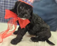 Paisley, a female Cavapoo for sale in Galena, MO – 2 of 7
