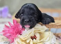 Cash, a male Cavapoo for sale in Galena, MO – 1 of 5