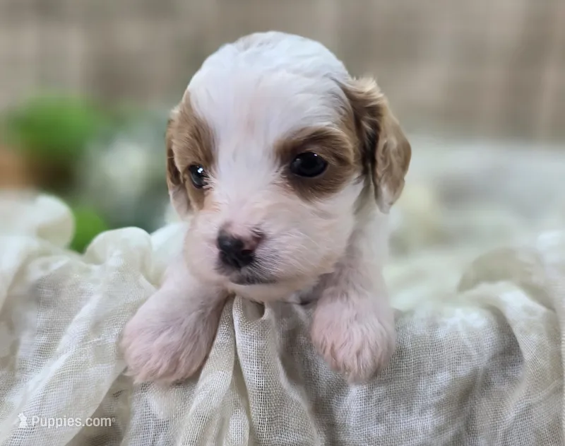 Cream – Cavapoo puppy for sale in Galena, MO