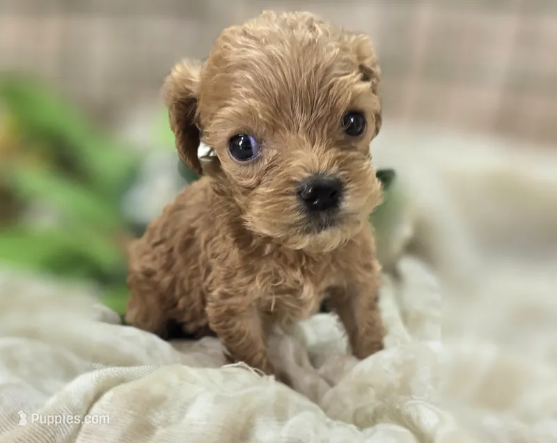 Girdle – Cockapoo puppy for sale in Galena, MO