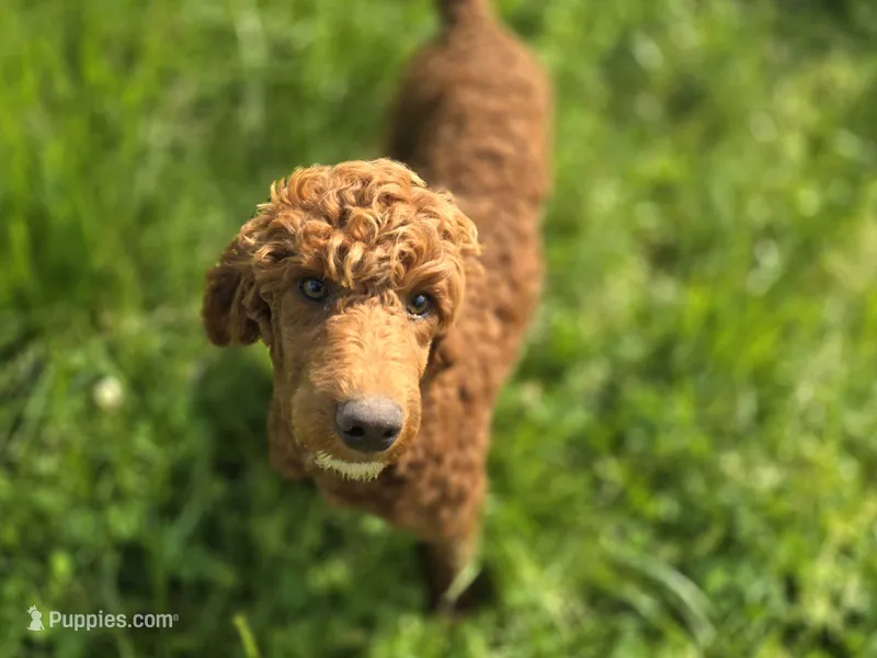 Spankie – Poodle - Miniature  puppy for sale in Galena, MO