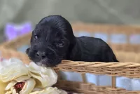 Trigger, a male Cavapoo for sale in Galena, MO – 3 of 6