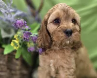 Sprout, a male Cockapoo for sale in Galena, MO – 3 of 6