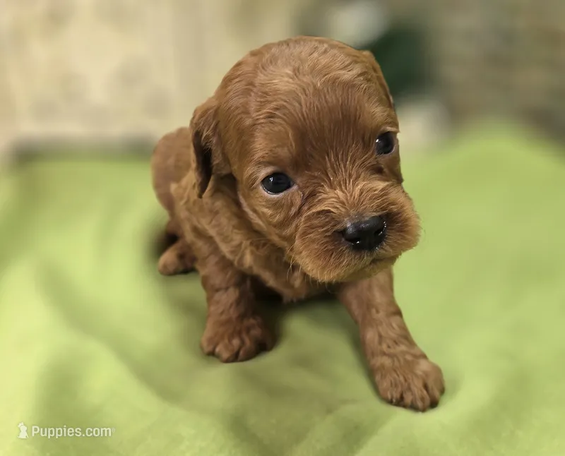 Beetle – Cavapoo puppy for sale in Galena, MO