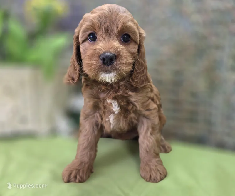 Tulip – Cockapoo puppy for sale in Galena, MO