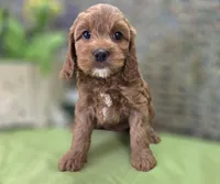 Tulip, a female Cockapoo for sale in Galena, MO – 4 of 8