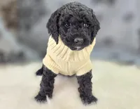 processed/bfbae80a-5fee-4b43-9a6d-87e1656d671c/listing/cad16297-861f-40ac-a999-04d3b50225ce/efeb1af6-60f5-4bc0-92e8-a94c3eff521c