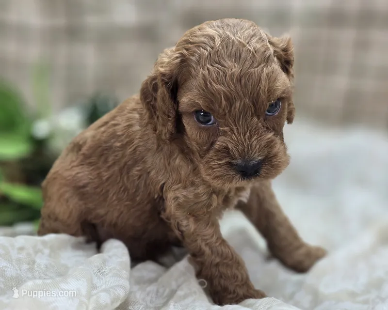 Nigel – Cockapoo puppy for sale in Galena, MO