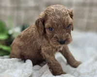 Nigel, a male Cockapoo for sale in Galena, MO – 8 of 8