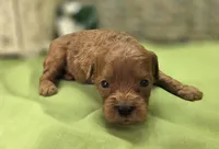 Beetle, a male Cavapoo for sale in Galena, MO – 5 of 6