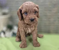Nigel, a male Cockapoo for sale in Galena, MO – 6 of 8