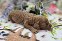 Paris, a female Cockapoo for sale in Galena, MO – 3 of 4