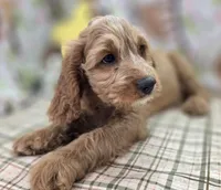 Glacier, a male Cavapoo for sale in Galena, MO – Photo 7 of 8