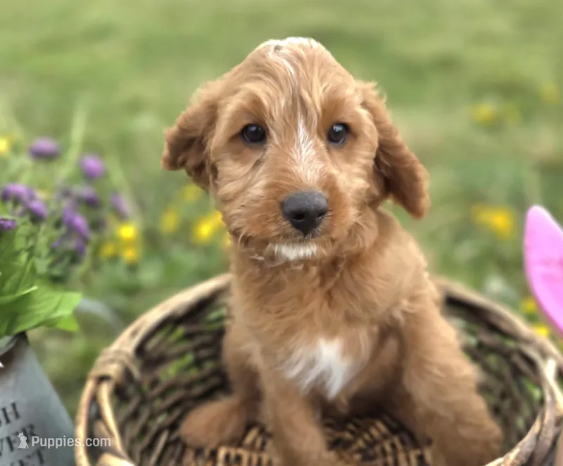 Glacier – Cavapoo puppy for sale in Galena, MO