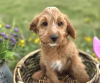 Glacier, a male Cavapoo for sale in Galena, MO – Photo 1 of 8