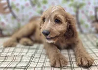 Glacier, a male Cavapoo for sale in Galena, MO – Photo 4 of 8