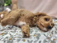 Glacier, a male Cavapoo for sale in Galena, MO – Photo 2 of 8