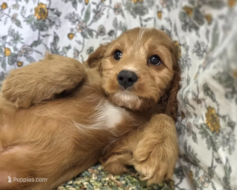 Glacier – Cavapoo puppy for sale in Galena, MO