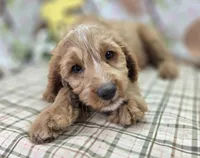 Glacier, a male Cavapoo for sale in Galena, MO – Photo 6 of 8