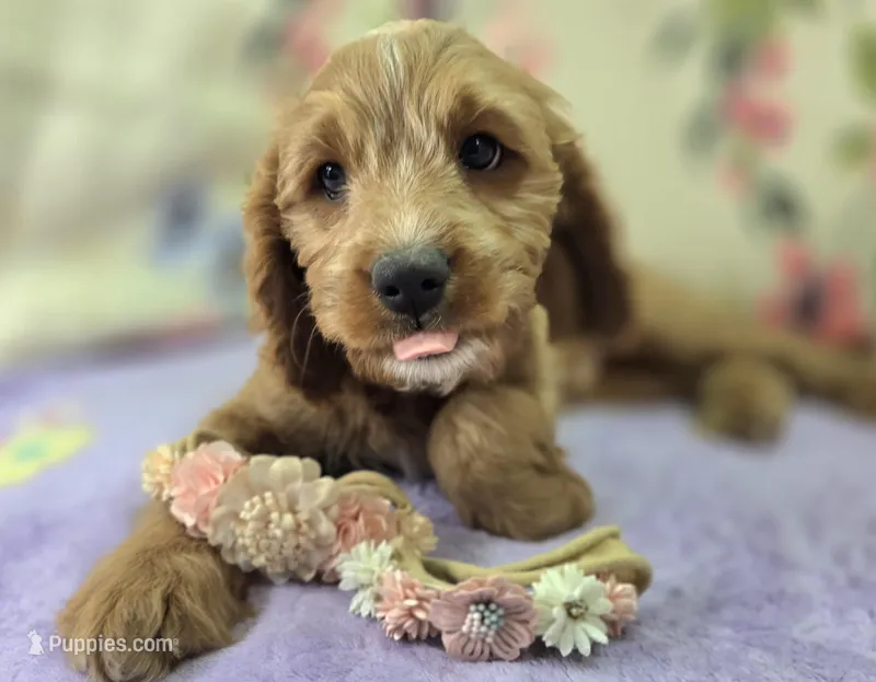 Glacier – Cavapoo puppy for sale in Galena, MO