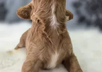 Glacier, a male Cavapoo for sale in Galena, MO – Photo 2 of 10