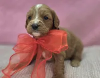 Glacier, a male Cavapoo for sale in Galena, MO – Photo 10 of 10