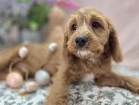 Glacier, a male Cavapoo for sale in Galena, MO – Photo 3 of 8