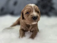 Glacier, a male Cavapoo for sale in Galena, MO – Photo 5 of 10