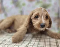 Glacier, a male Cavapoo for sale in Galena, MO – Photo 5 of 8
