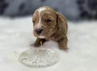 Glacier, a male Cavapoo for sale in Galena, MO – Photo 8 of 10