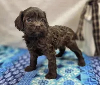 Fudge, a female Cockapoo for sale in Galena, MO – Photo 5 of 5