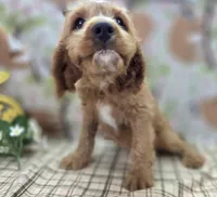 Glacier, a male Cavapoo for sale in Galena, MO – Photo 8 of 8