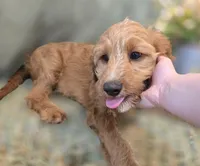 Glacier, a male Cavapoo for sale in Galena, MO – 8 of 8