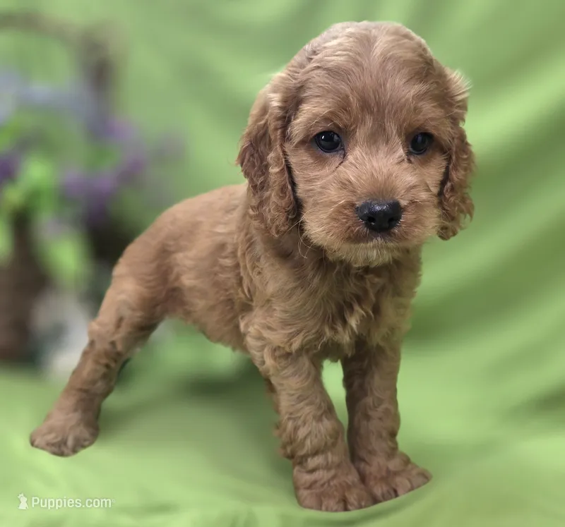 Versace – Cockapoo puppy for sale in Galena, MO