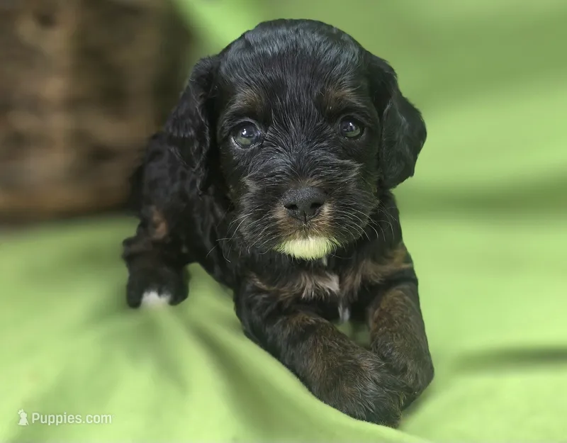 Lady – Cockapoo puppy for sale in Galena, MO