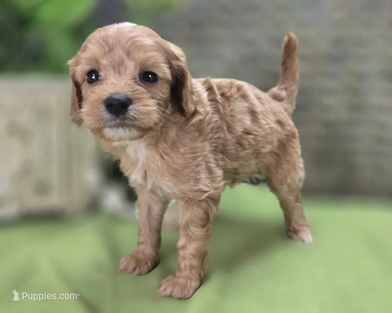 Miles – Cavapoo puppy for sale in Galena, MO