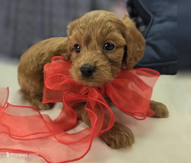Grub – Cavapoo puppy for sale in Galena, MO