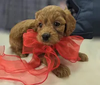 Grub, a male Cavapoo for sale in Galena, MO – 5 of 8