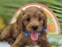 Grub, a male Cavapoo for sale in Galena, MO – 4 of 8