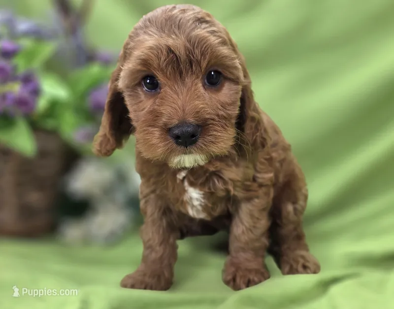 Tulip – Cockapoo puppy for sale in Galena, MO
