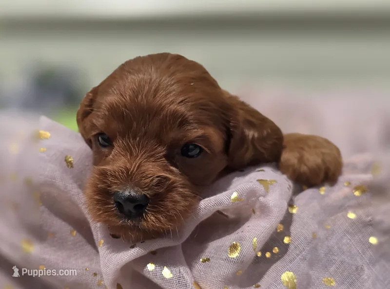 Prada – Cockapoo puppy for sale in Galena, MO